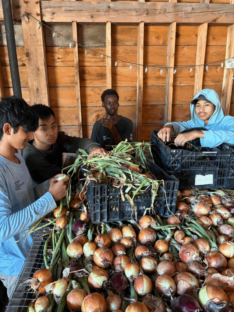 students sorting hundreds of onions